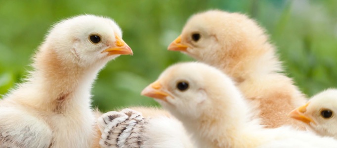 Poultry.jpg